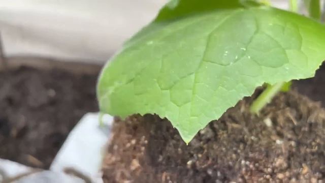 При посадке огурцов НЕ ЗАБУДЬТЕ ВНЕСТИ ЭТО В ЛУНКУ! смотреть онлайн