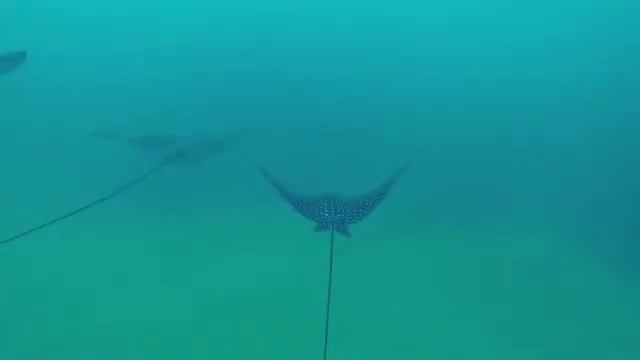 Sharks and Rays смотреть онлайн