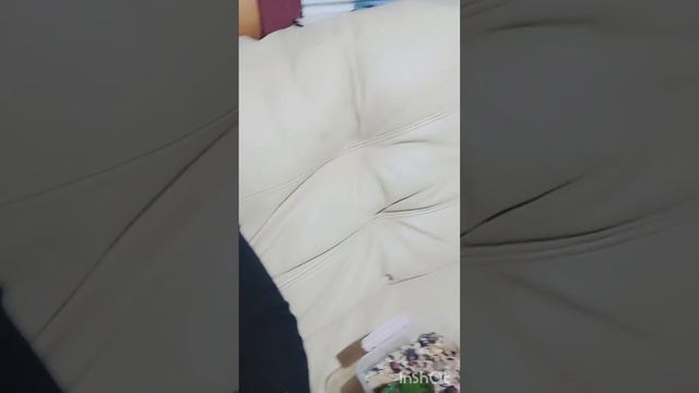 Ручной попугай, Какарик. Кеша забыл, что он птица))) смотреть онлайн