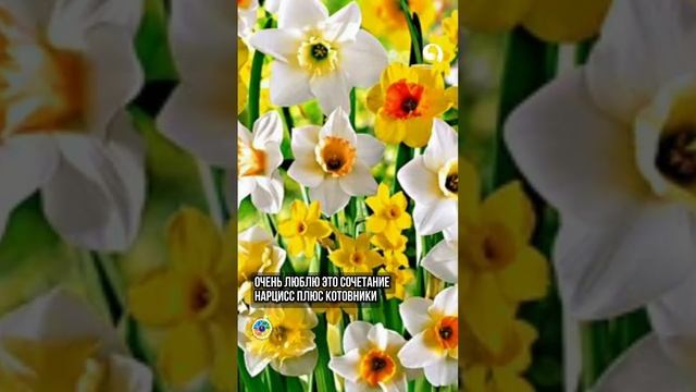 Как сочетать цветы на весь сезон ? смотреть онлайн