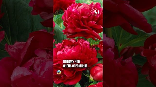 Самый красивый сорт ПИОНА #дача смотреть онлайн
