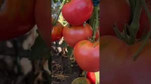 ОБОЖАЮ ЭТОТ СОРТ ТОМАТОВ!