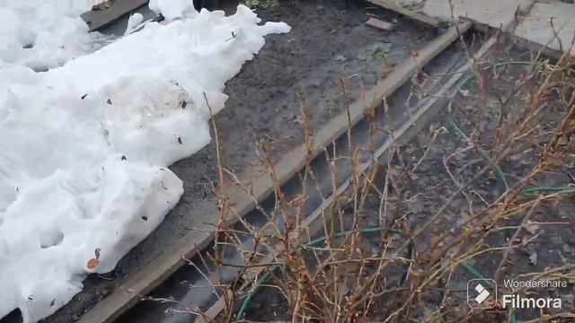 211. Первая обработка кустарников и деревьев 2024 г. смотреть онлайн