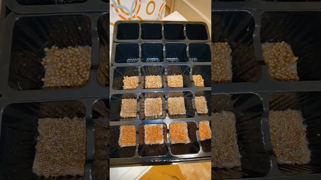 Полезная микрозелень в домашних условиях смотреть онлайн