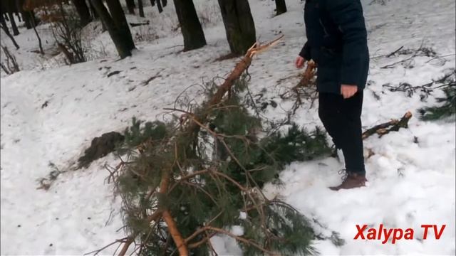 Виживання в лісі. Частина 1 смотреть онлайн