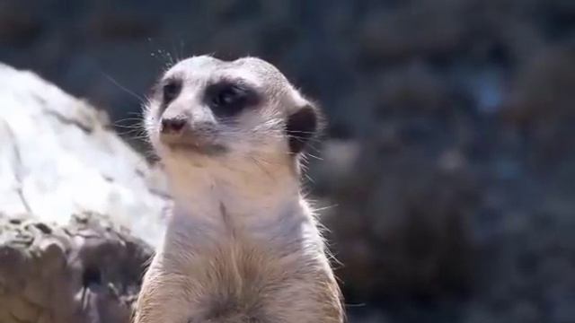 Самвел Адамян ПЕРДУХИ пошли вон, неадекватные старухи \ Saveliy Ad \ семья Адамян \ grandenikо vlo смотреть онлайн