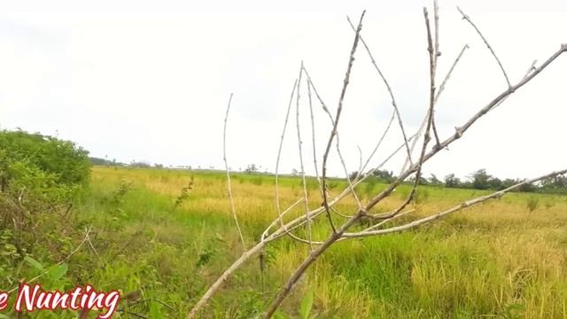 Easy Birds Catching In Guyana [Beze Hunting] смотреть онлайн