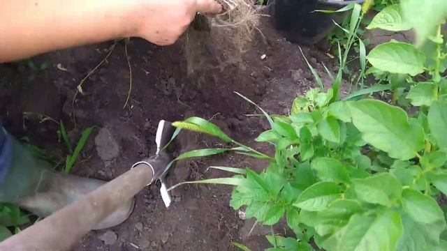 Копаем картошку!// готовлю любимое блюдо в нашей семье))) смотреть онлайн