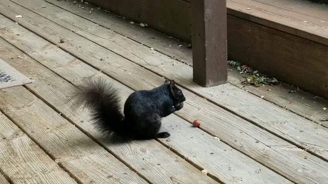 squirrel enjoying a muffin смотреть онлайн