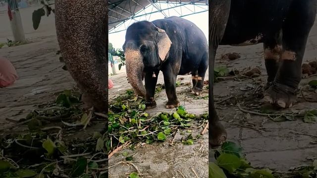 #hathiraja#हाथीराजाकहाँचले#nature #naturelovers #zira смотреть онлайн