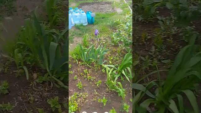 ПРОБУЖДЕНИЕ ВЕСНЫ. ПЕНИЕ ПТИЦ. смотреть онлайн