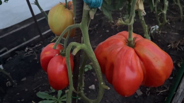 Самый КРУПНЫЙ и СЛАДКИЙ сорт томата! смотреть онлайн