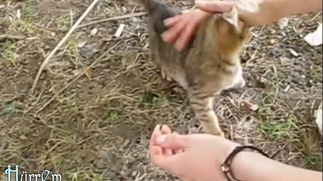 Пикник в парке Фуар. TURKEY. IZMIR. смотреть онлайн