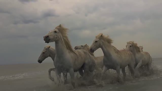 Тот который не стрелял