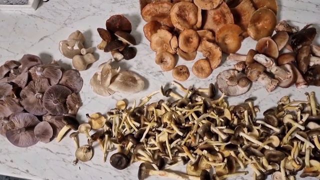 Грибы в ноябре. Гигрофор поздний. Из леса - на кухню смотреть онлайн