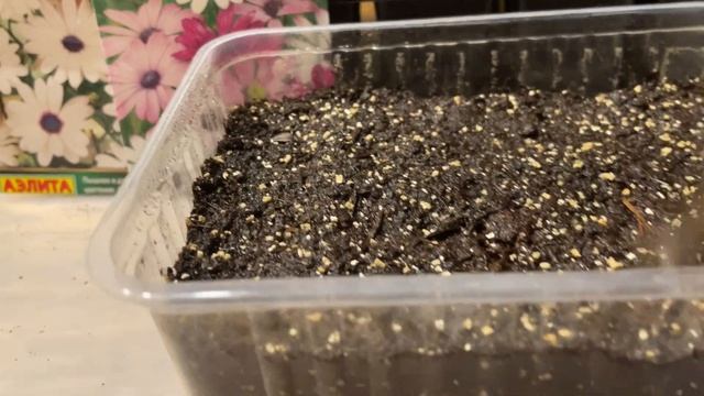 ЭТИ ЦВЕТЫ НУЖНО ПОСЕЯТЬ В МАРТЕ! ТЕХНИКА ПОСЕВА смотреть онлайн