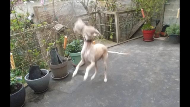 CrazyDigitalMusic - 2024 - Musica para Canela. смотреть онлайн