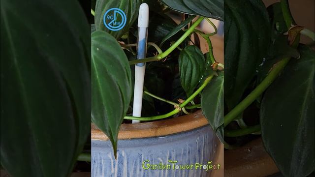 Sustee Aquameter Soil Moisture Indicator Probe in a houseplant смотреть онлайн