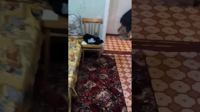 Сыч. Проснулись. Первое знакомство смотреть онлайн