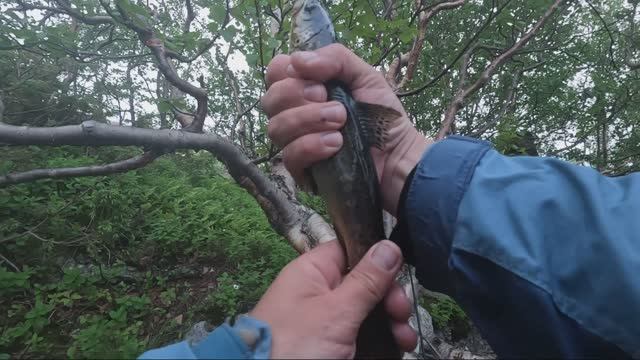 Кумжа на диком озере!!! смотреть онлайн