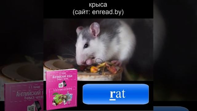обучение чтению на английском с нуля / крыса смотреть онлайн