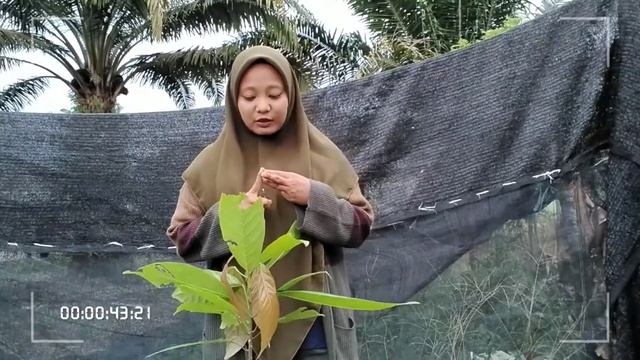 PEMBIBITAN KAKAO: CARA PERBANYAKAN DAN KRITERIA BIBIT YANG BERPRODUKSI TINGGI смотреть онлайн