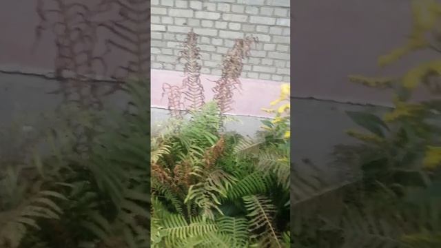 Счастливая парочка - Папоротник и Мимоза! смотреть онлайн