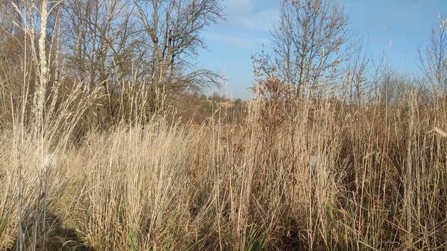 для чого козу треба запустити (перестати доїти )коли вона кітна . смотреть онлайн