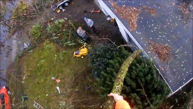 Pruning Acacia Tree 2017 смотреть онлайн