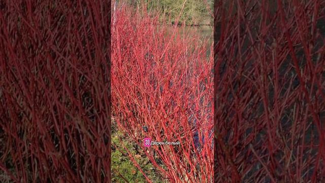 ТОП-10 растений, зимующих без укрытия #зимнийсад #уходзасадом смотреть онлайн