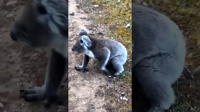 Koala on the Kangaroo Island Wilderness Trail (65-75km) смотреть онлайн