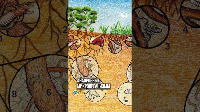 Почему растение может погибнуть? смотреть онлайн