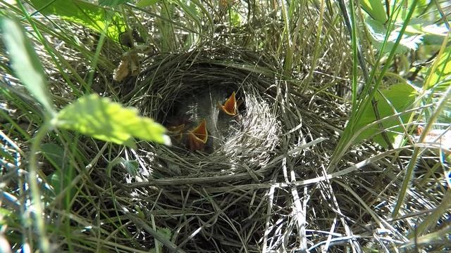 Трясогузка Желтая 150613 1 на лугу 150613 10 смотреть онлайн
