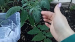 ЛУЧШАЯ ПОДКОРМКА ДЛЯ ТОМАТОВ И ОБРАБОТКА ОТ ФИТОФТОРЫ ВО ВРЕМЯ БУТОНИЗАЦИИ!