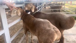 Выставка Ингушетия!#гиссар #арашан #youtube #sheep #reels #бараны #овцеводство #sheepfarming