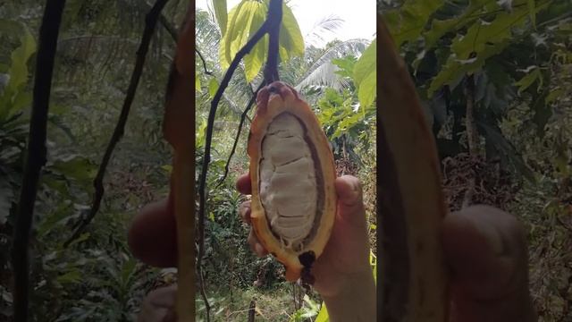 Ripe Cacao Fruit #shorts #viral #bikol смотреть онлайн