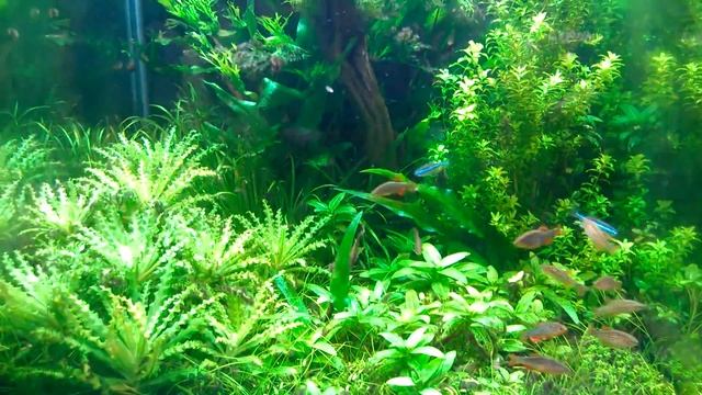 Eheim 2213 on 30ltr cube смотреть онлайн