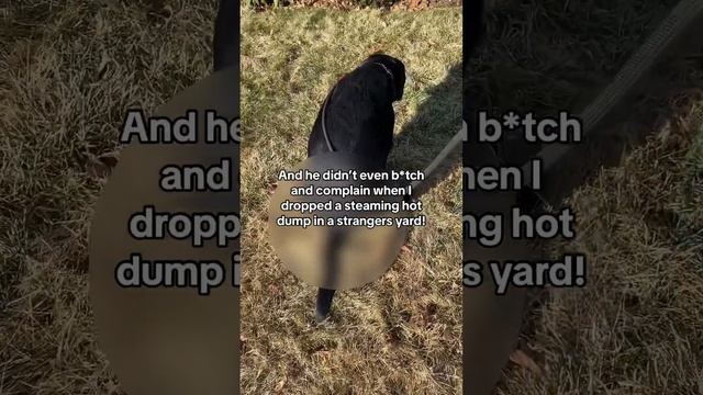 Mistreated dog finds a loving new home?! 🥹 смотреть онлайн