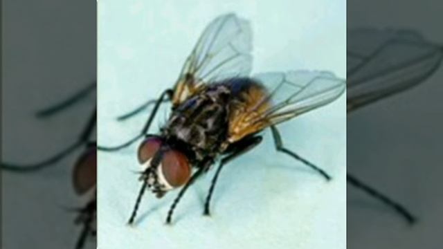 А муха тоже вертолёт смотреть онлайн