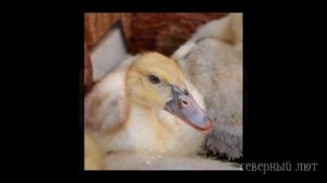 ОКРАСЫ ИНДОУТЯТ. Окрасы индоуток: часть 11. Окрасы мускусных уток