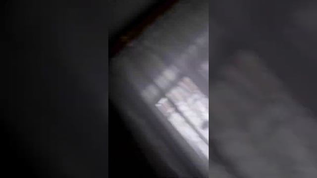 белый медведь делает трюк и упал смотреть онлайн