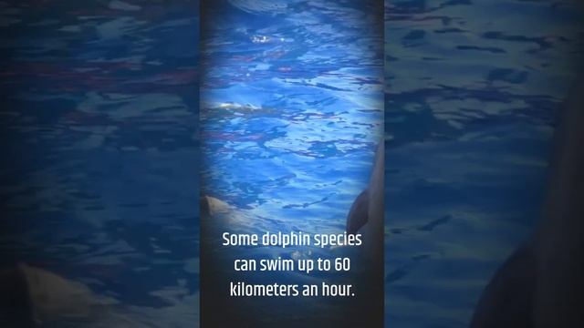 Animal Crazy Facts about The Aquatic Acrobats: Jaw-Dropping Dolphin смотреть онлайн
