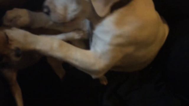 American bulldog Muffin- video compilation of muffin from a puppy to an adult! смотреть онлайн