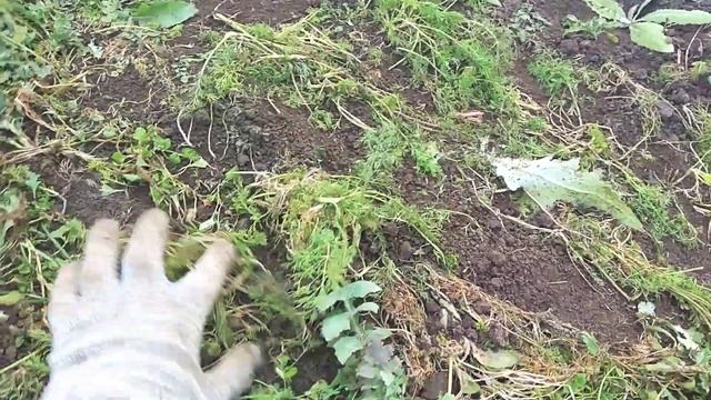 Эксперемент с укропом. Финал смотреть онлайн