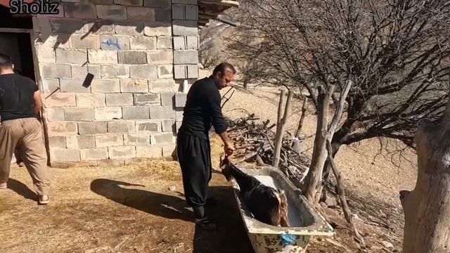 Disinfection of sheep to prevent sheep disease.#life #doora #lor смотреть онлайн