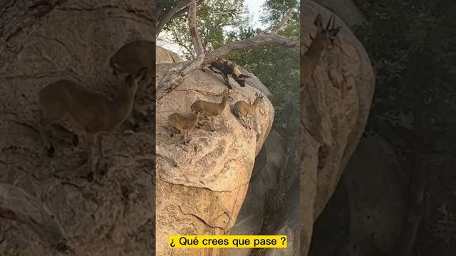 MUNDO SALVAJE смотреть онлайн