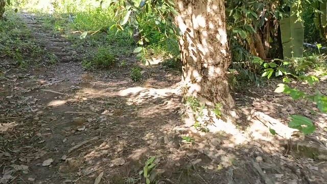 Vende se esse sítio no Engenho Pau Sangue palmares PE 65 mil (081)996309085 смотреть онлайн