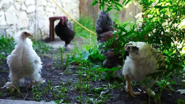 Turkish street food Doner Kebab on charcoal.