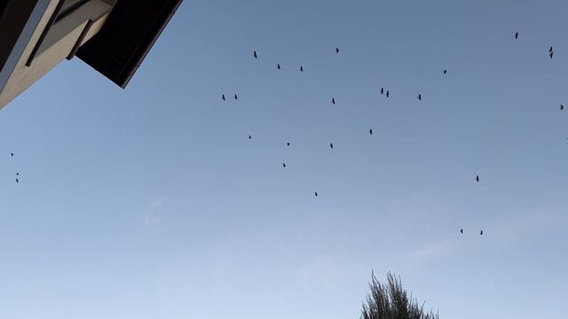 Раскопки Динозавров 🦖🥳 играем вместе с Ромой. Мультики и развивашки для детей!