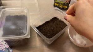 5 ВАЖНЫХ ПРАВИЛ ПОСЕВА Петунии! Какой грунт лучший. Подробная инструкция